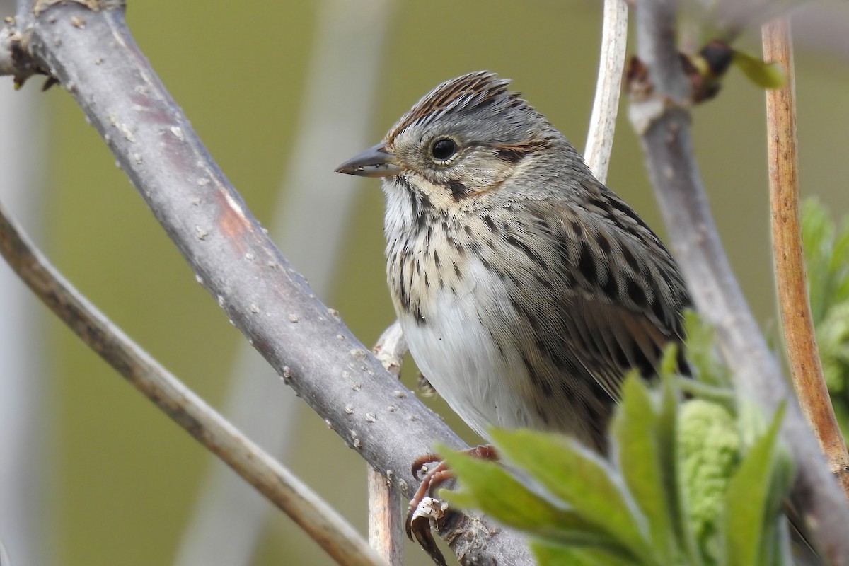 Lincoln's Sparrow - ML620671216