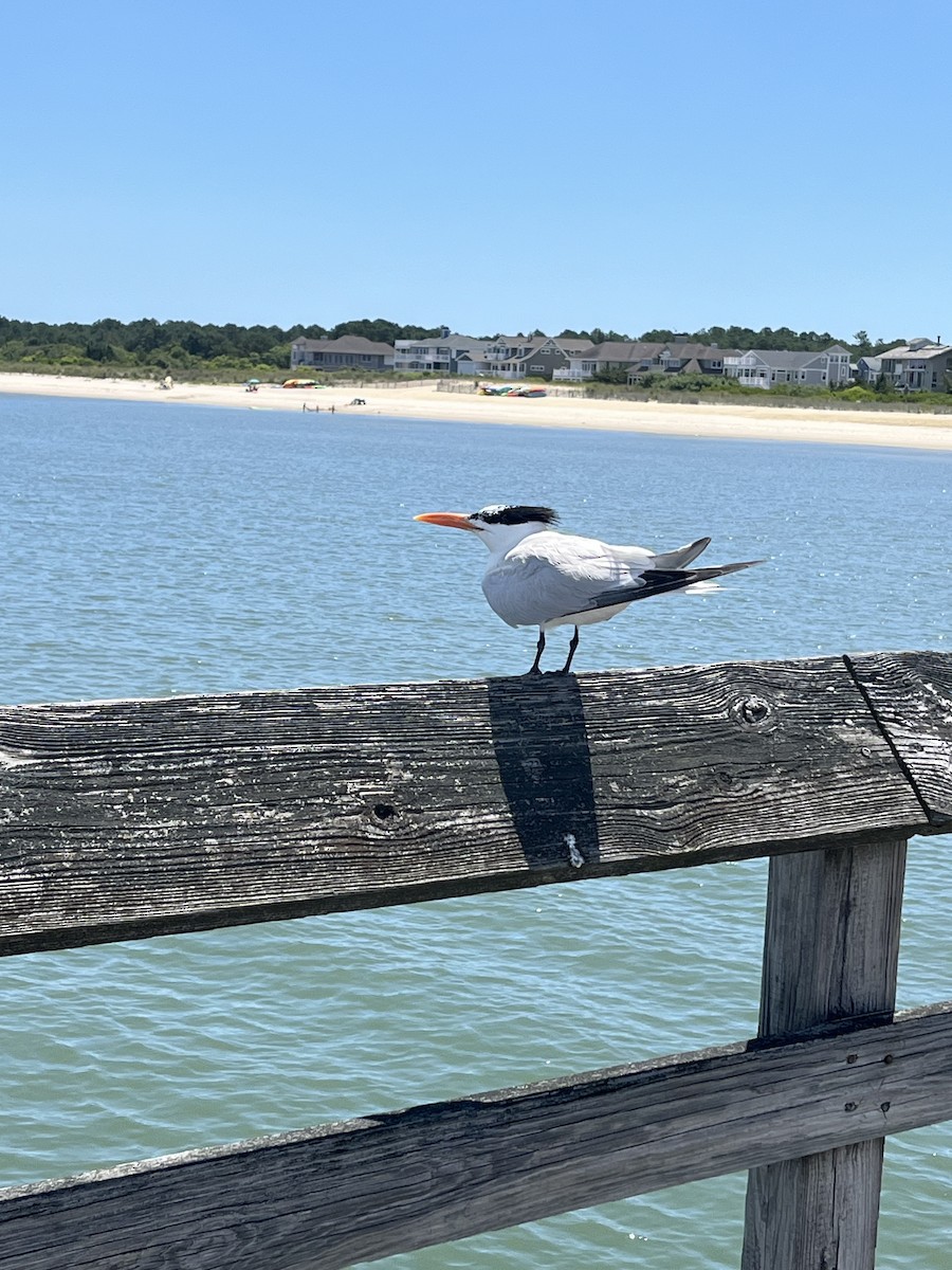 Royal Tern - ML620671218