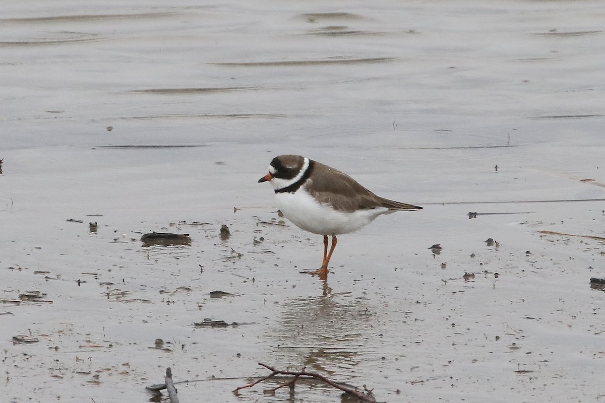 Semipalmated Plover - ML620671219