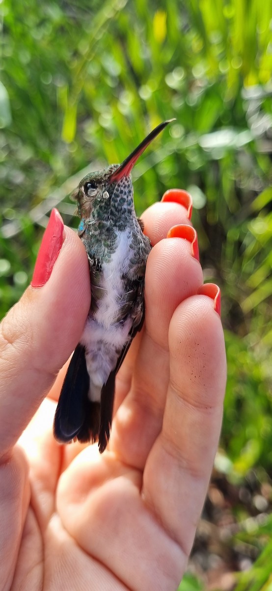 Glittering-throated Emerald - ML620671222