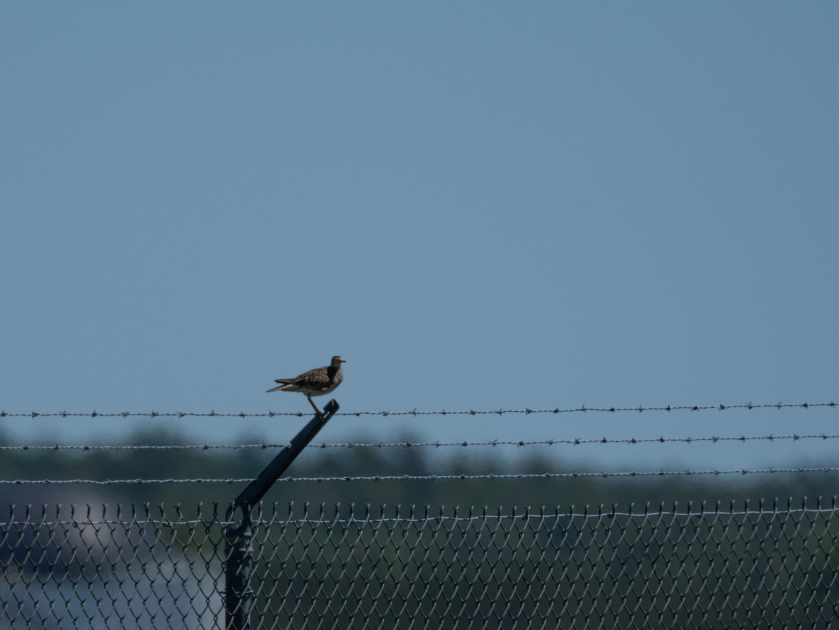 Upland Sandpiper - ML620671225