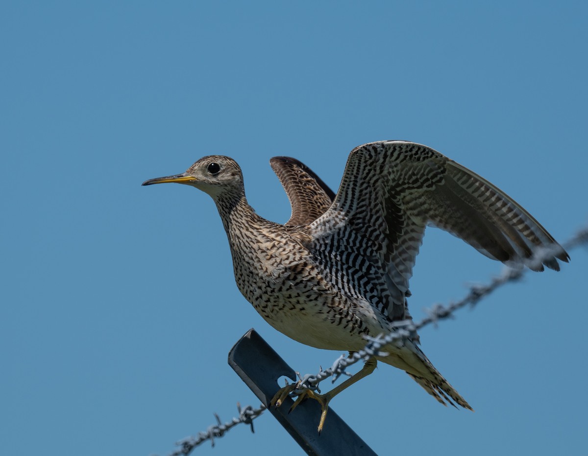 Upland Sandpiper - ML620671226