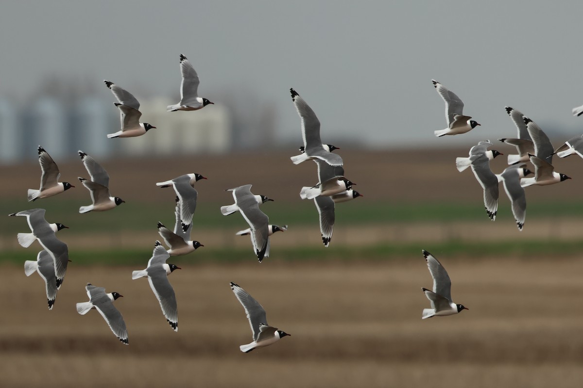 Franklin's Gull - ML620671232