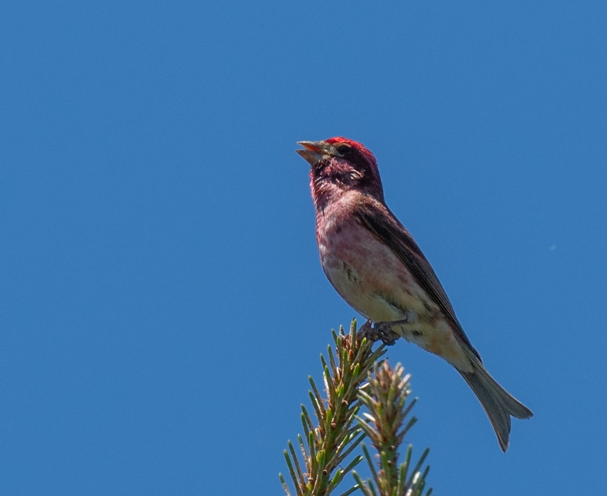 Purple Finch - ML620671238