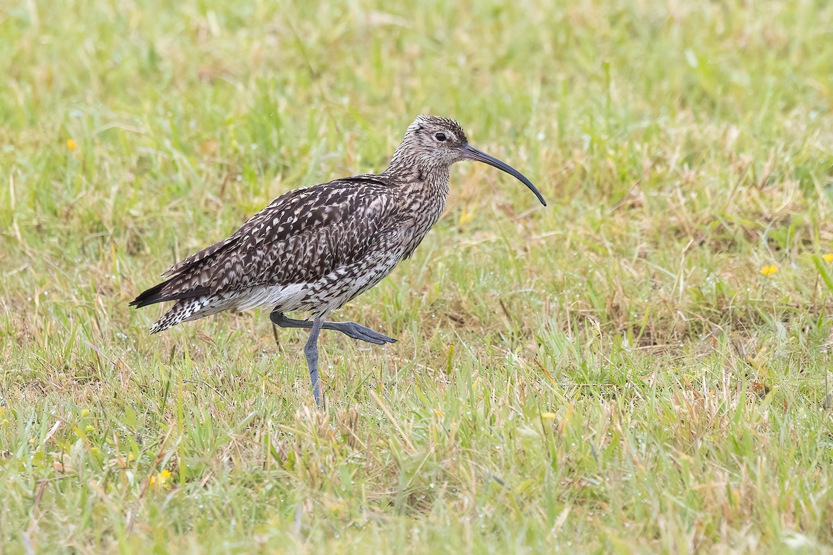 Eurasian Curlew - ML620671241