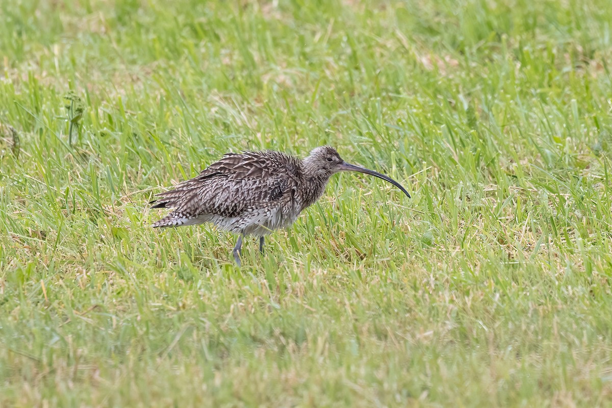 Eurasian Curlew - ML620671243