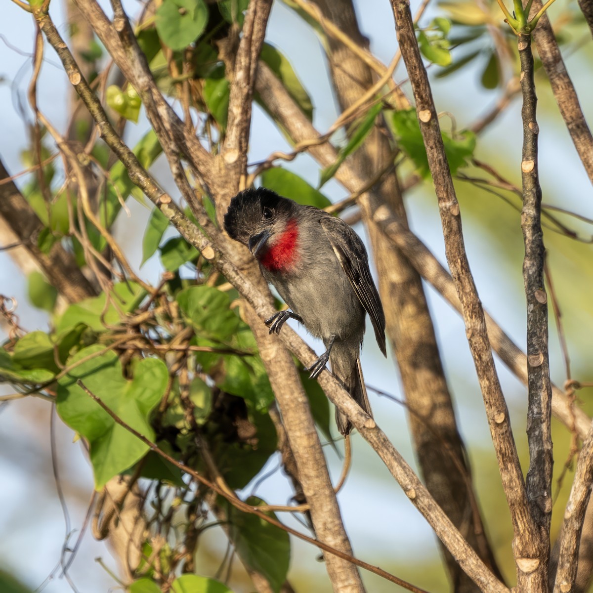 Rose-throated Becard - ML620671248