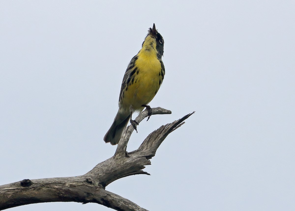 Kirtland's Warbler - ML620671252