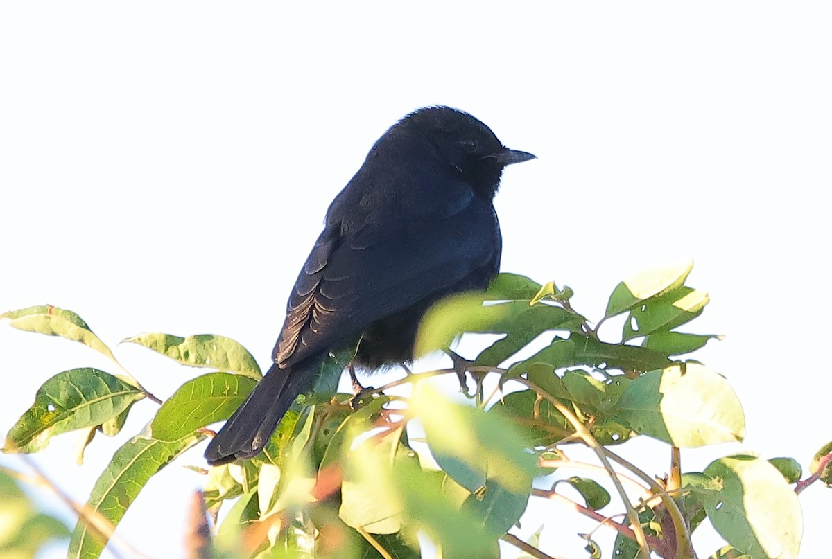 Güneyli Drongo Sinekkapanı - ML620671263