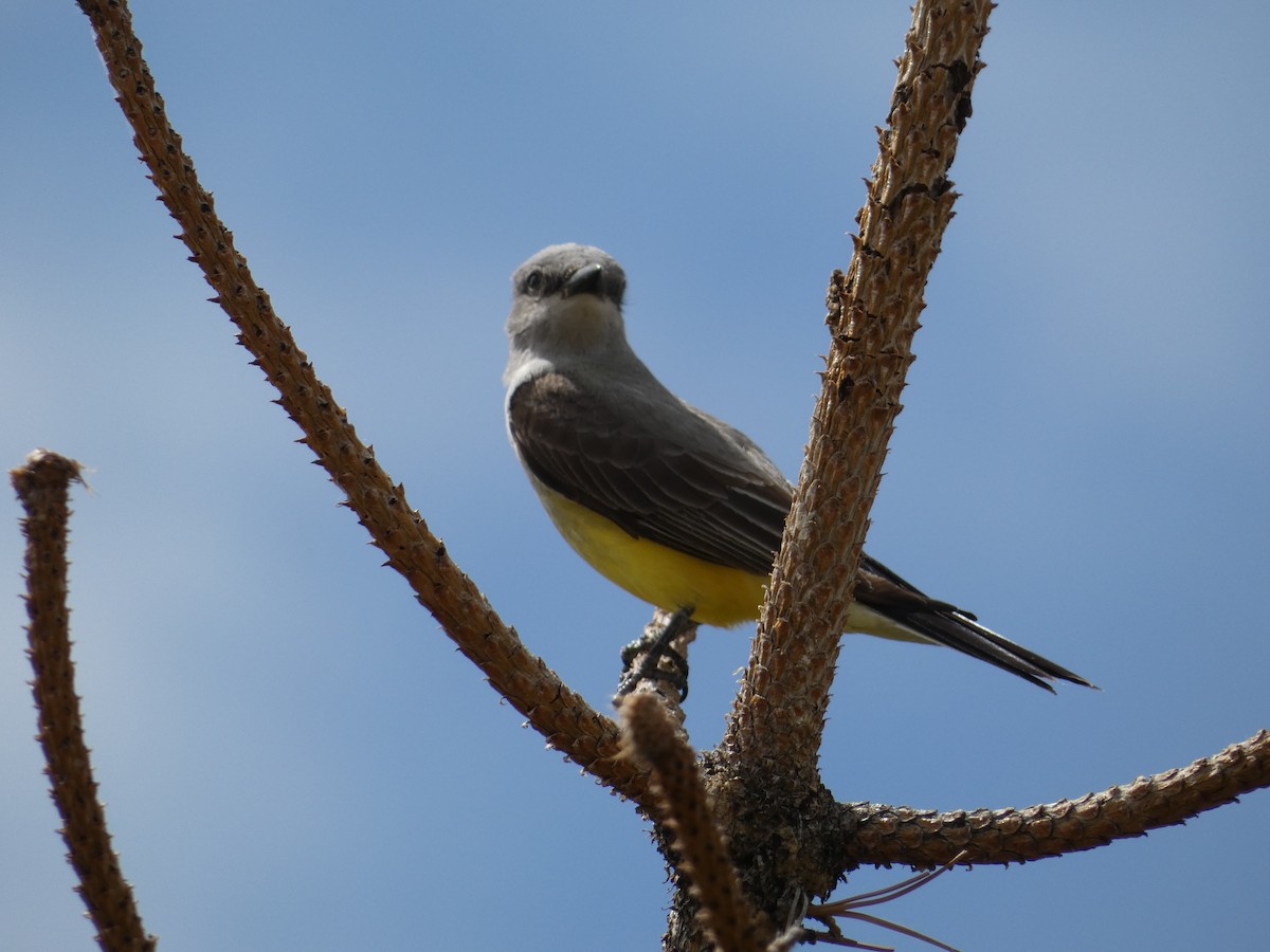 Western Kingbird - ML620671264