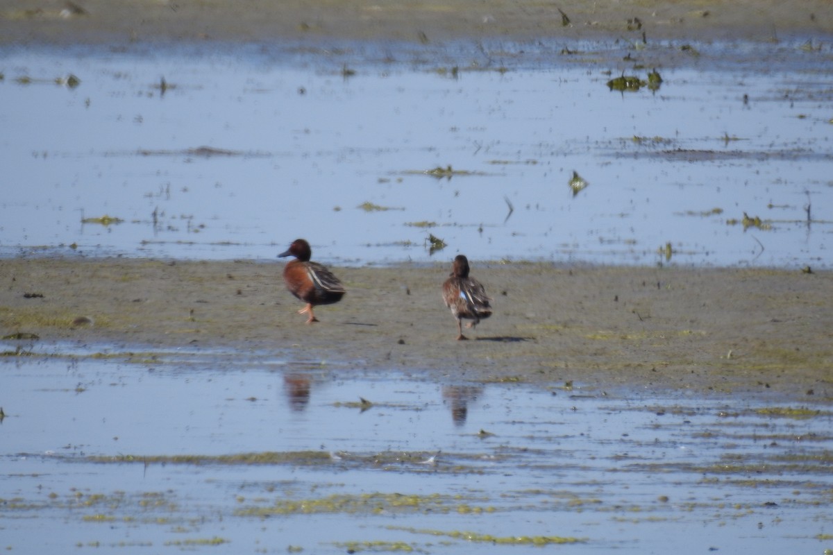 Cinnamon Teal - ML620671267