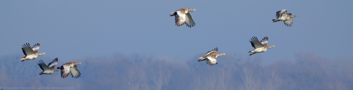 Great Bustard - ML620671274