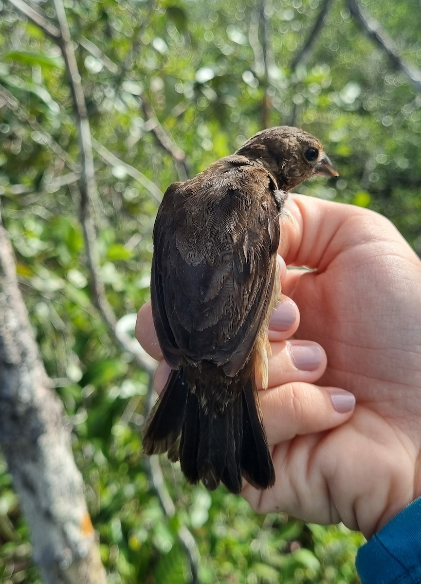 White-naped Seedeater - Emmilly Farias