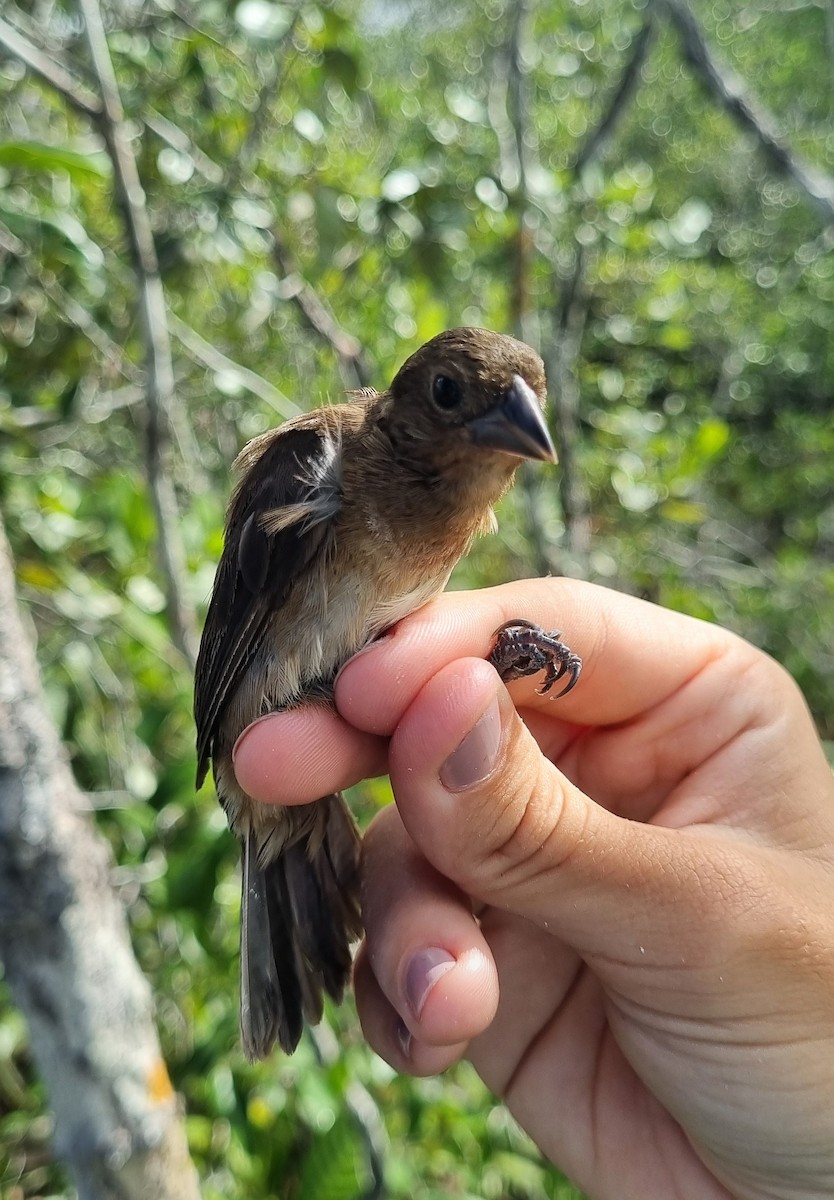 White-naped Seedeater - ML620671280