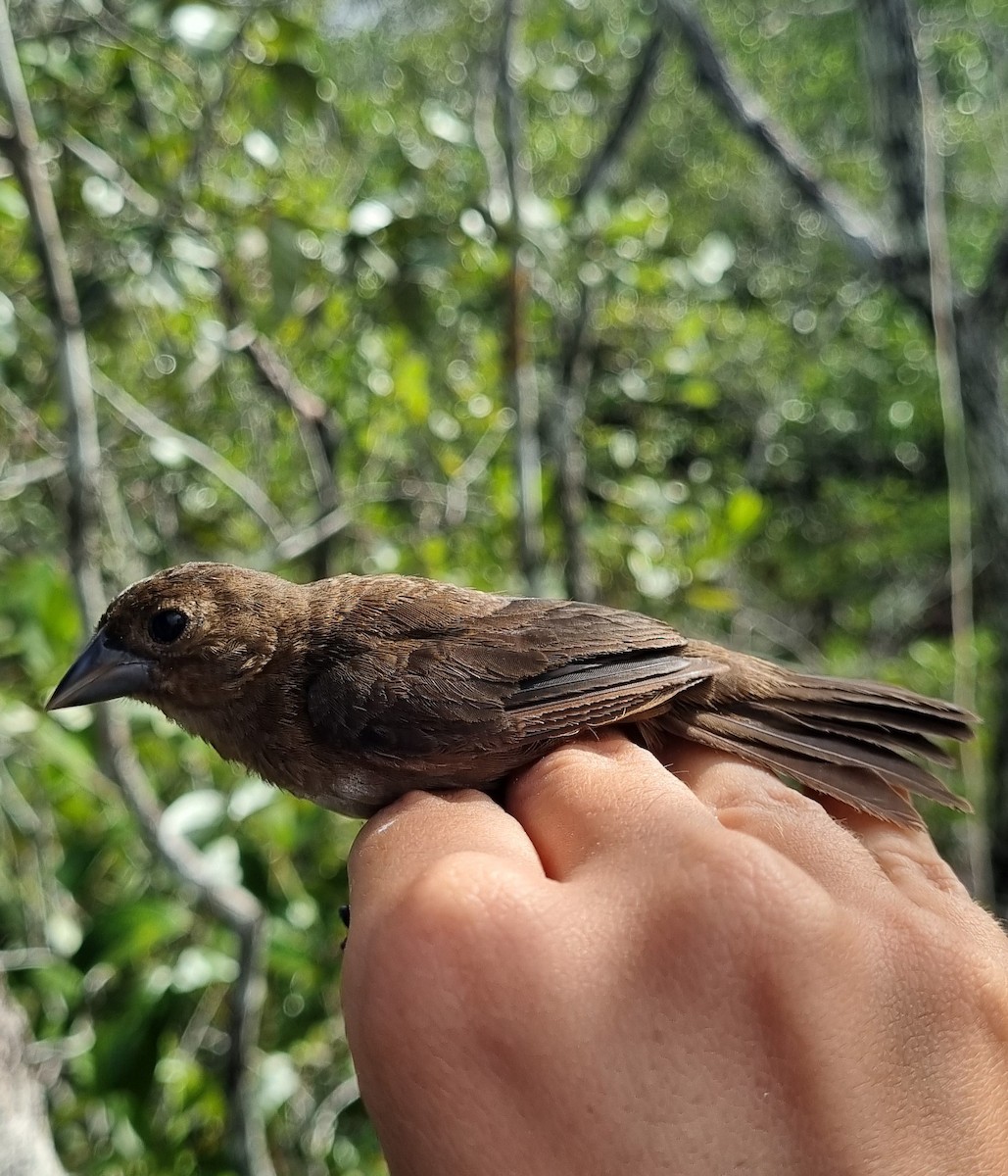 White-naped Seedeater - ML620671281