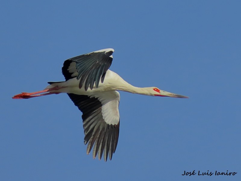 Maguari Stork - ML620671284