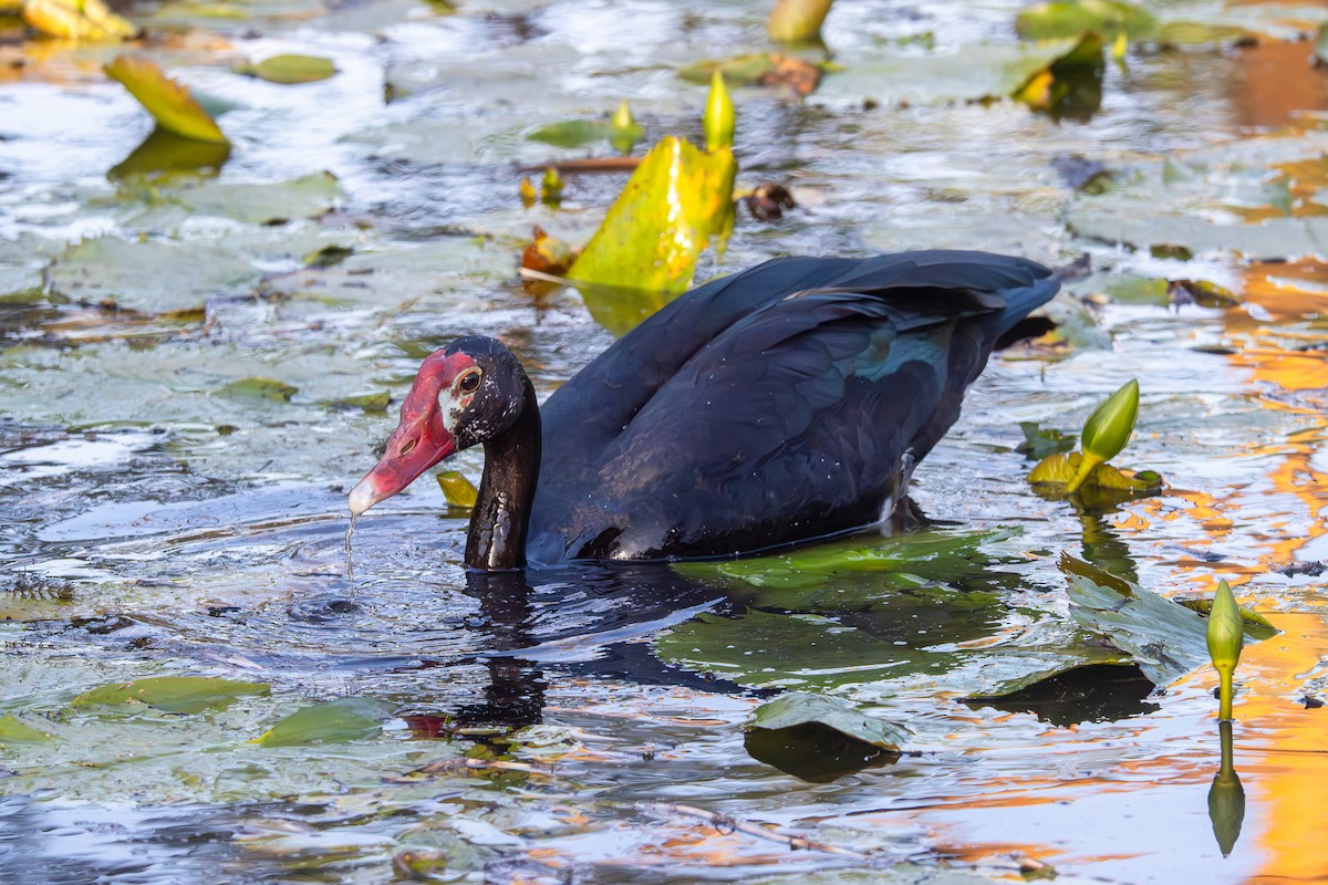 Spur-winged Goose - ML620671286