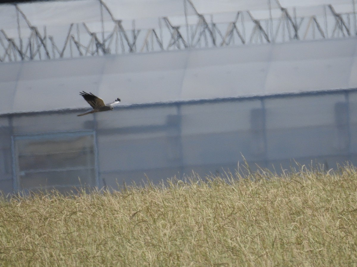 Montagu's Harrier - ML620671287