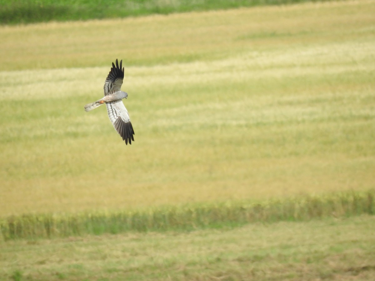 Montagu's Harrier - ML620671288