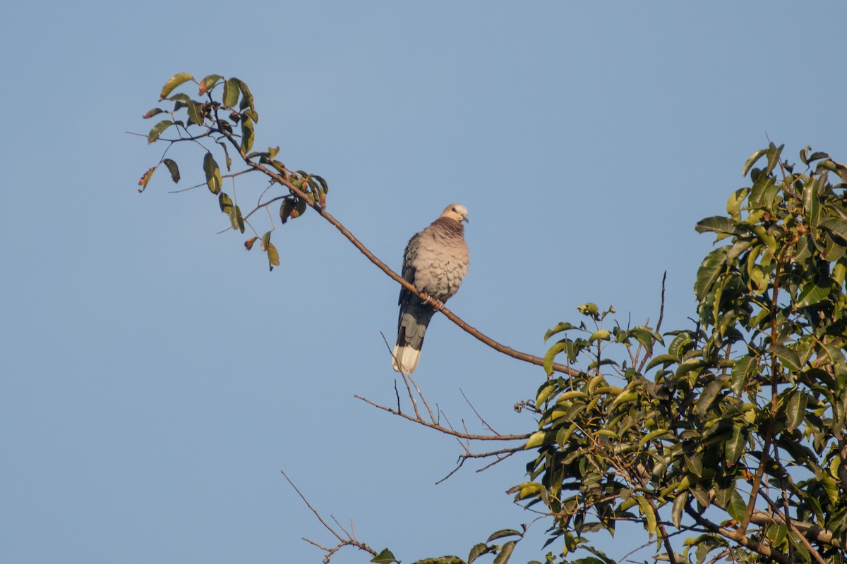 Ring-necked Dove - ML620671295