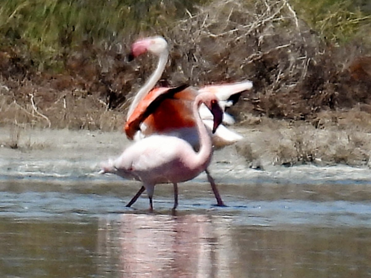 Lesser Flamingo - ML620671300