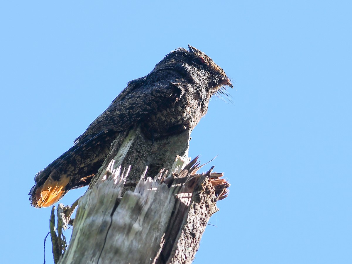 Rufous Nightjar - ML620671303