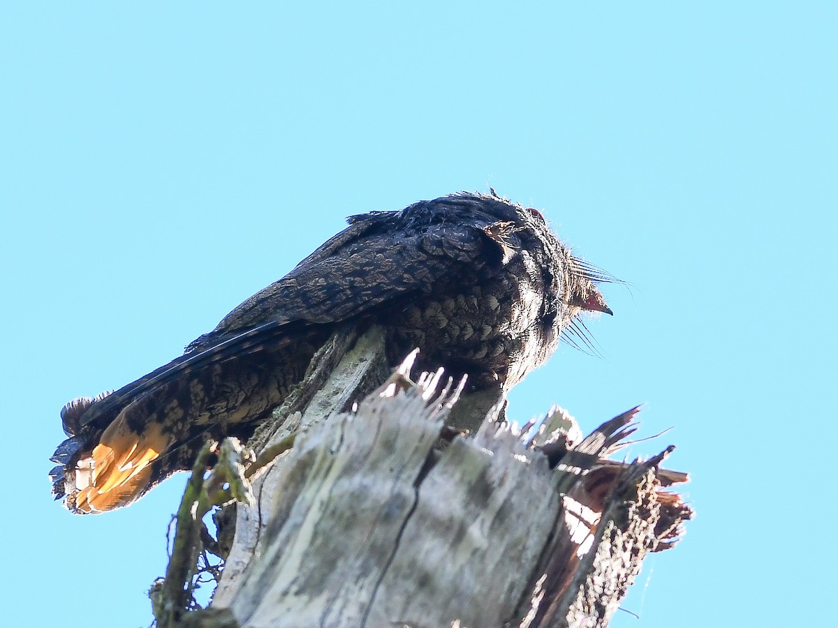 Rufous Nightjar - ML620671304