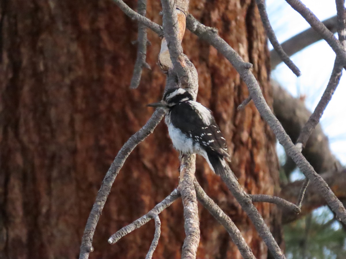 Hairy Woodpecker - Andrew Rivinus