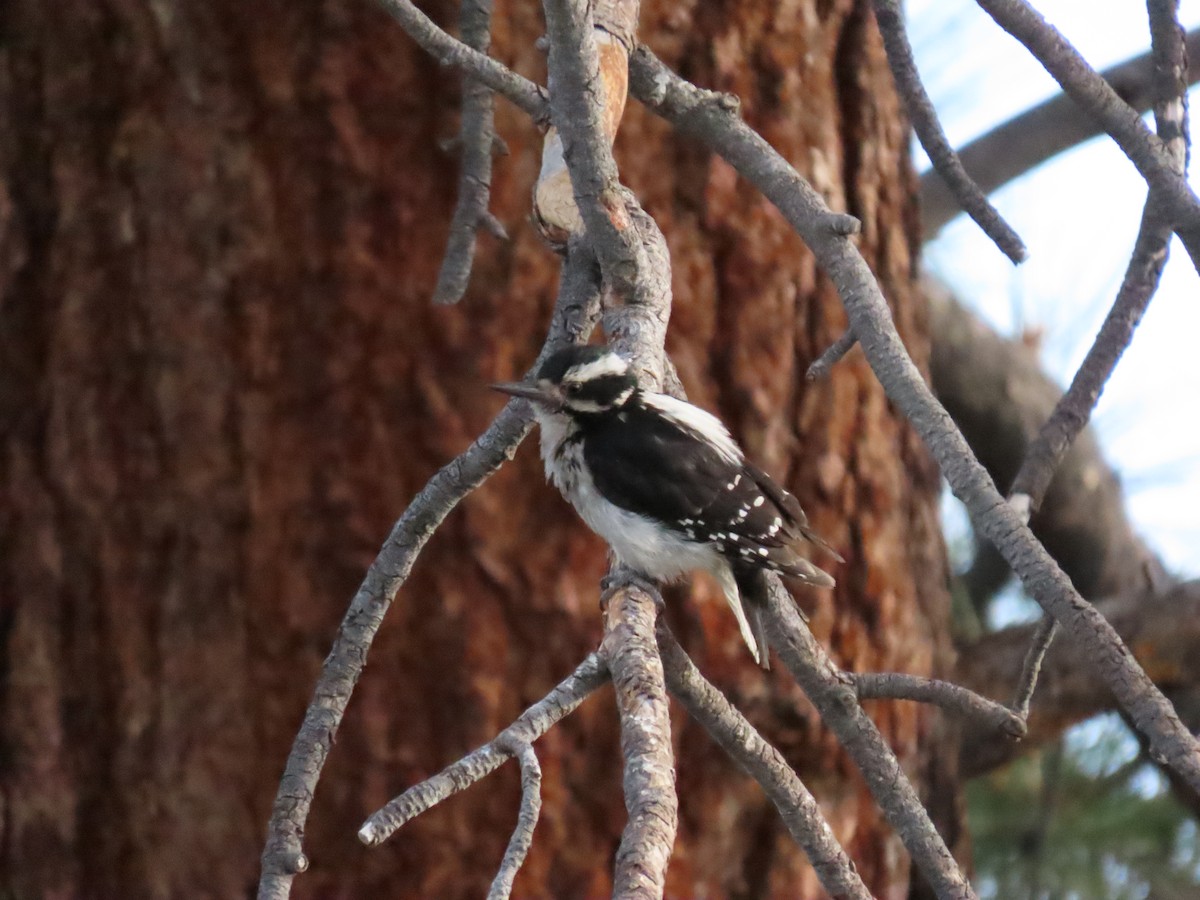 Hairy Woodpecker - ML620671307