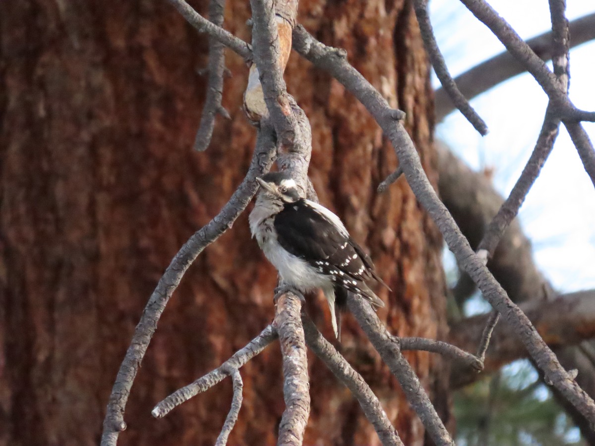 Hairy Woodpecker - ML620671308