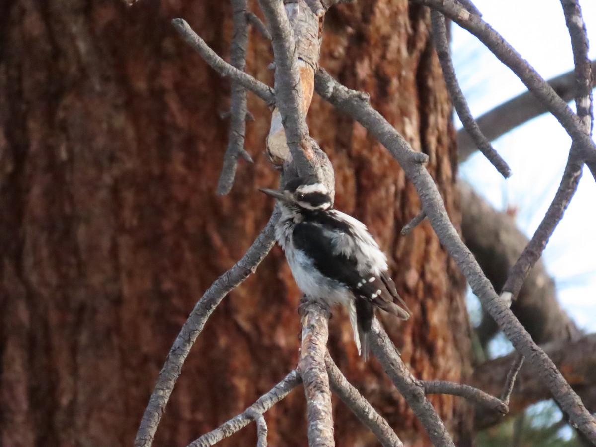 Hairy Woodpecker - ML620671309