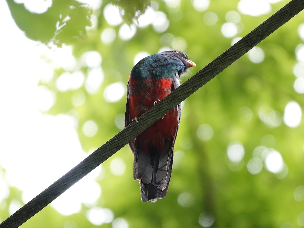 Slaty-tailed Trogon - ML620671310