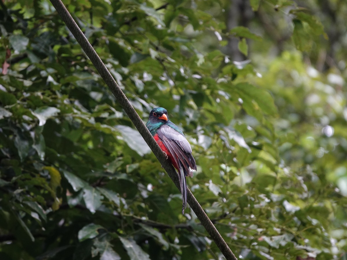 Gri Kuyruklu Trogon - ML620671311