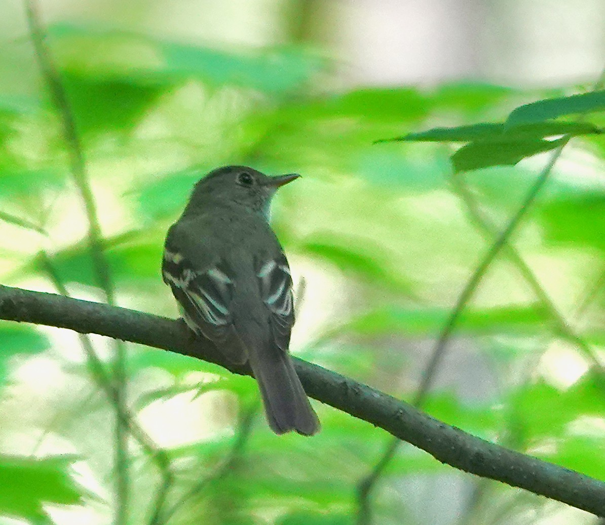 Acadian Flycatcher - ML620671314