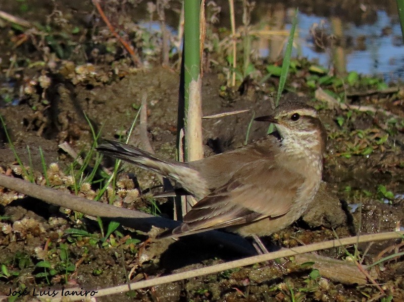 Buff-winged Cinclodes - ML620671316