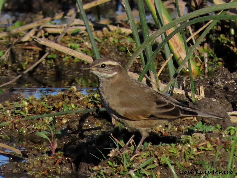 Buff-winged Cinclodes - ML620671317