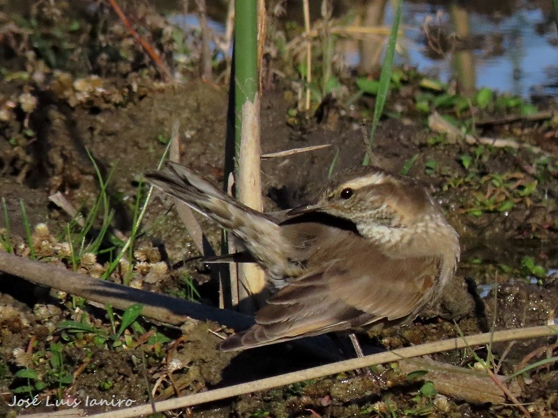 Buff-winged Cinclodes - ML620671319