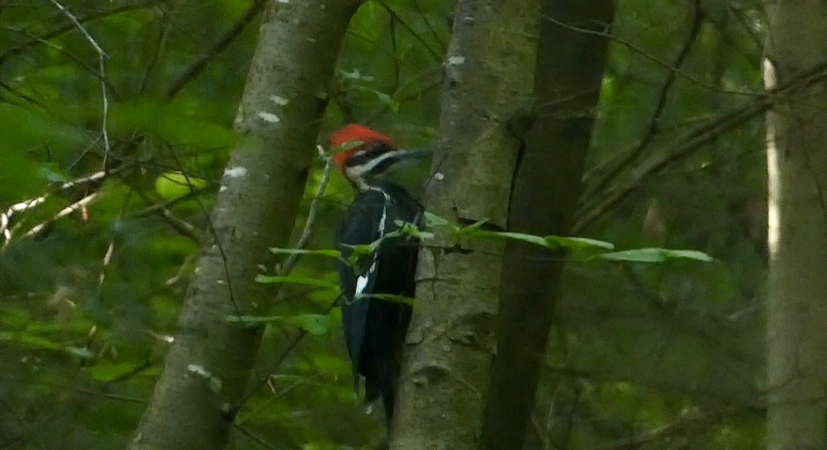 Pileated Woodpecker - ML620671320