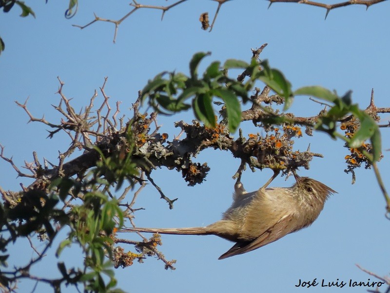 Tufted Tit-Spinetail - ML620671321