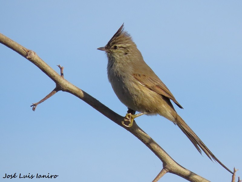 Tufted Tit-Spinetail - ML620671324