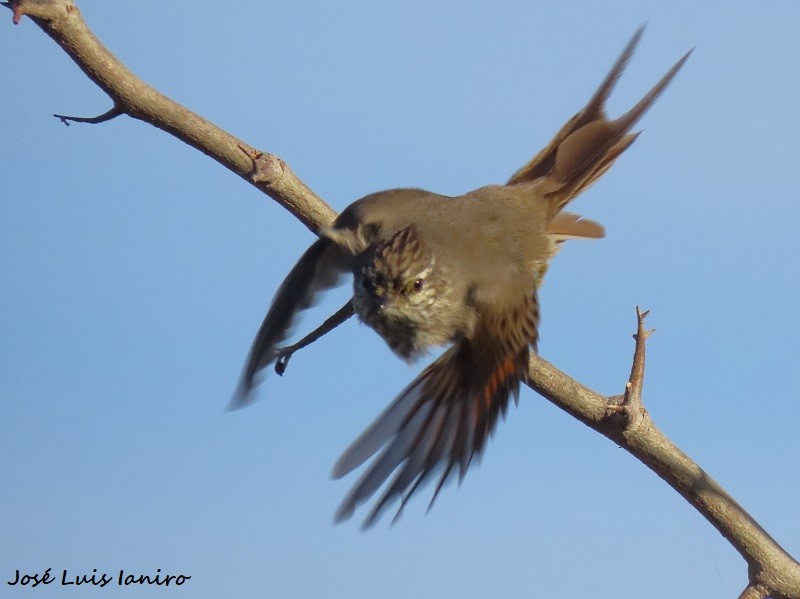 Tufted Tit-Spinetail - José Luis Ianiro