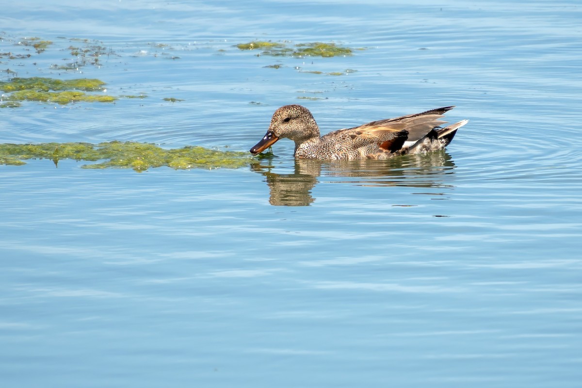 Gadwall - ML620671327