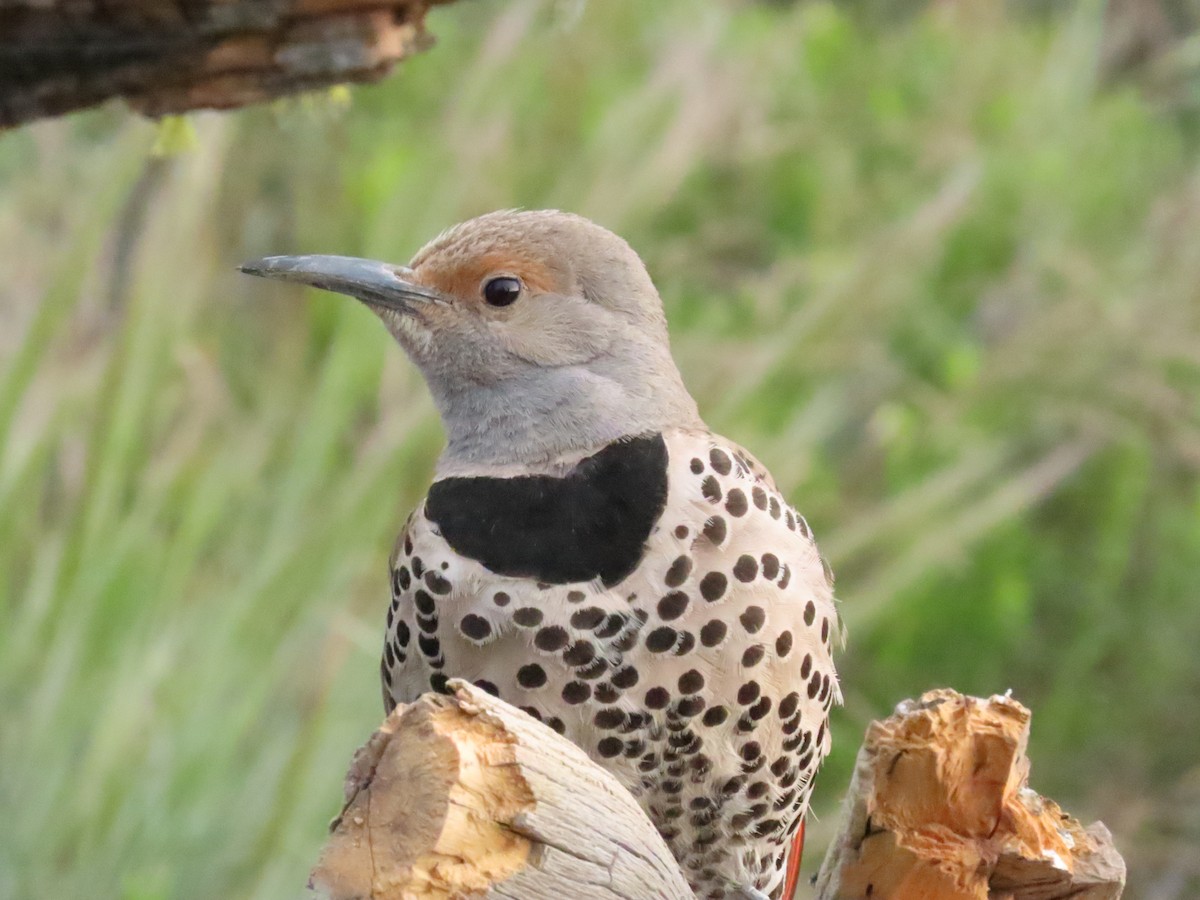 Northern Flicker - ML620671328