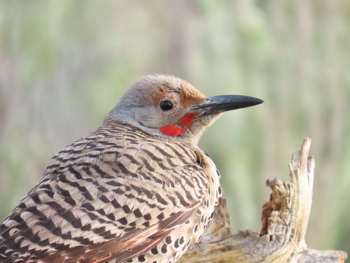 Northern Flicker - ML620671329