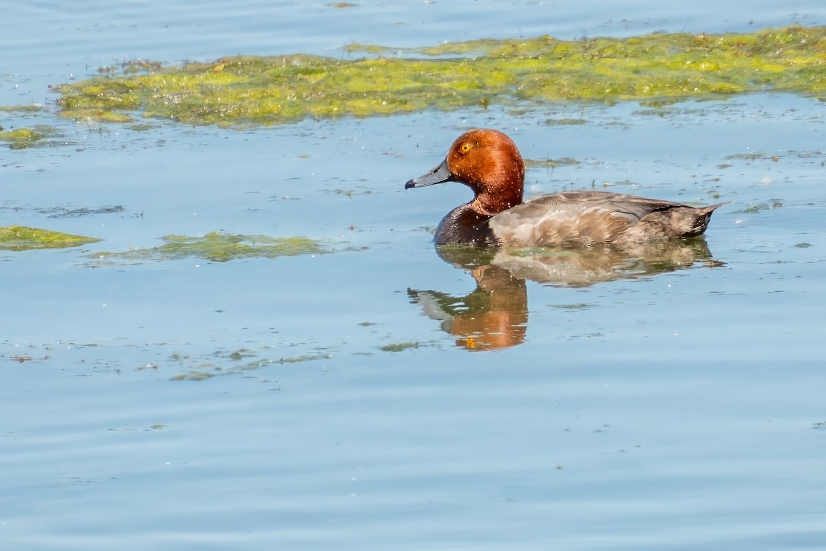 Redhead - ML620671331