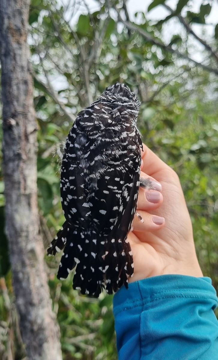 Barred Antshrike - ML620671332