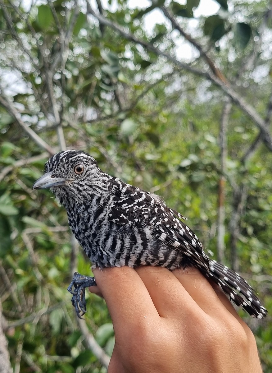 Barred Antshrike - ML620671333