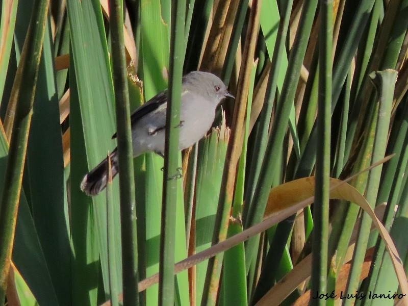 Sooty Tyrannulet - ML620671336