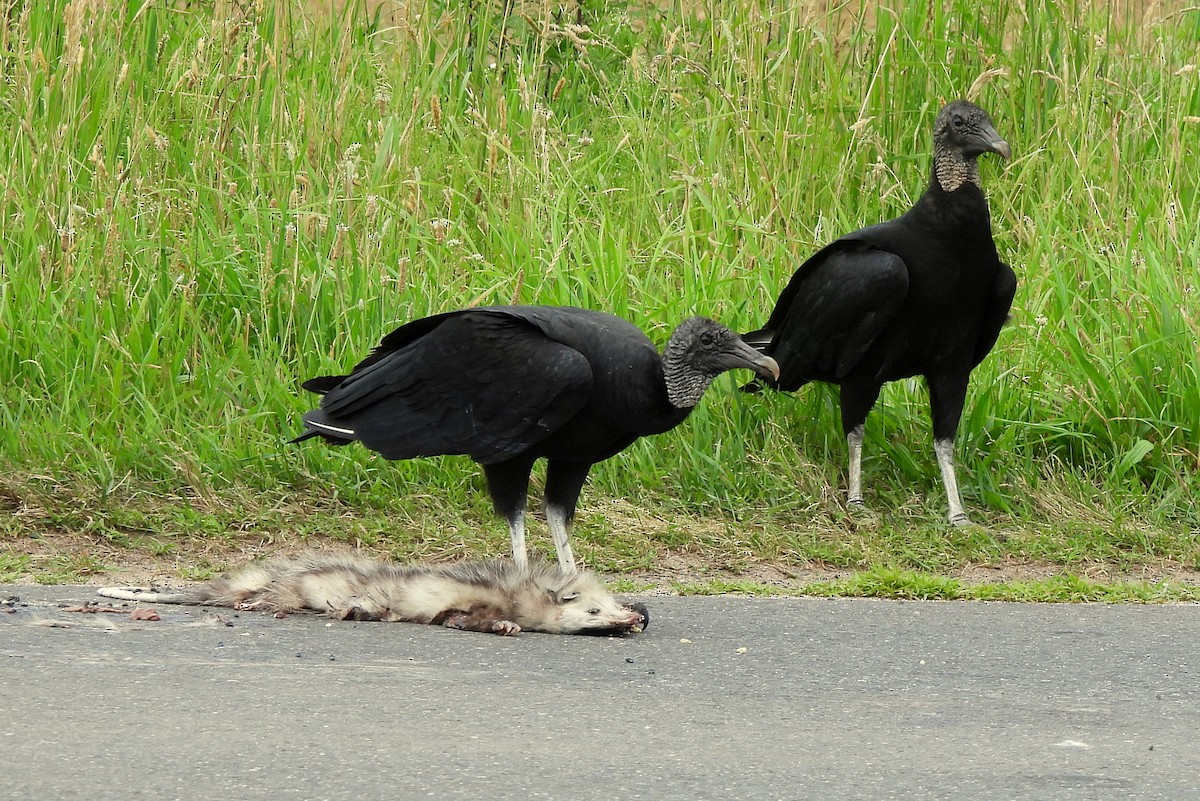 Black Vulture - ML620671338