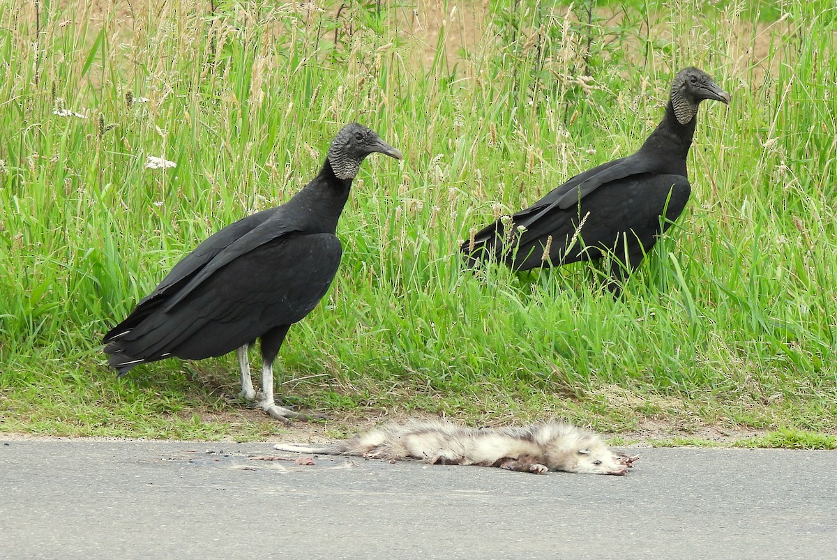 Black Vulture - ML620671340